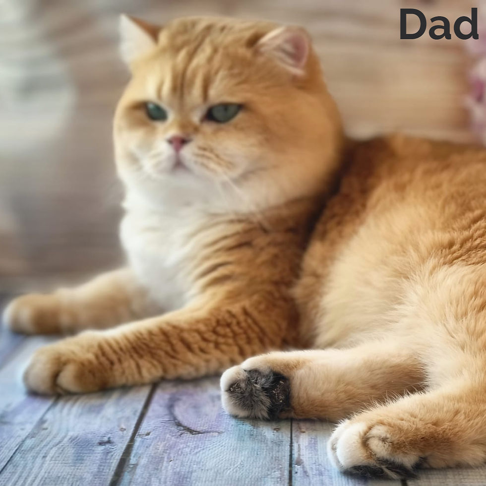 Thumbnail: 553 Sati (R) British  Longhair kitten female kitten