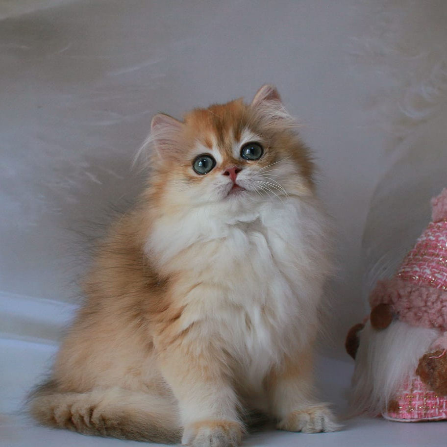 Thumbnail: 360 Dayson (R) British longhair male kitten