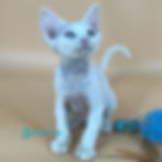 Devon Rex