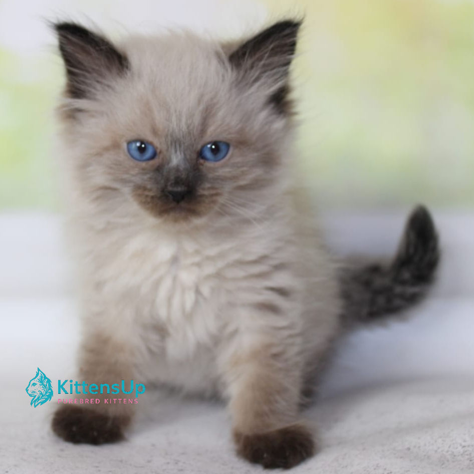 Siberian