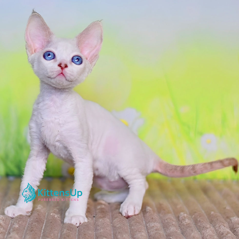 Devon Rex