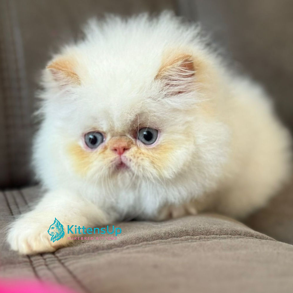 Persian longhair