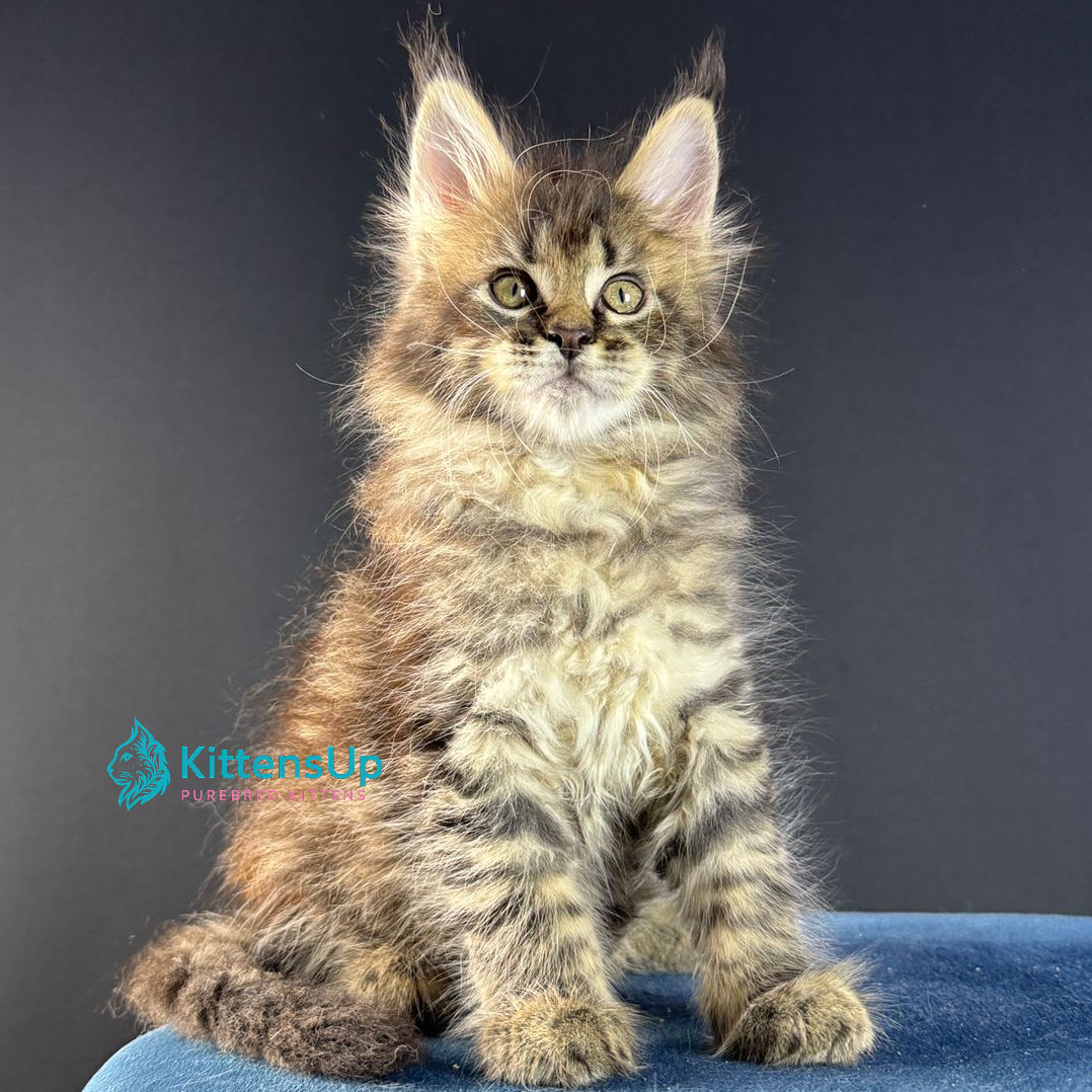 Maine Coon