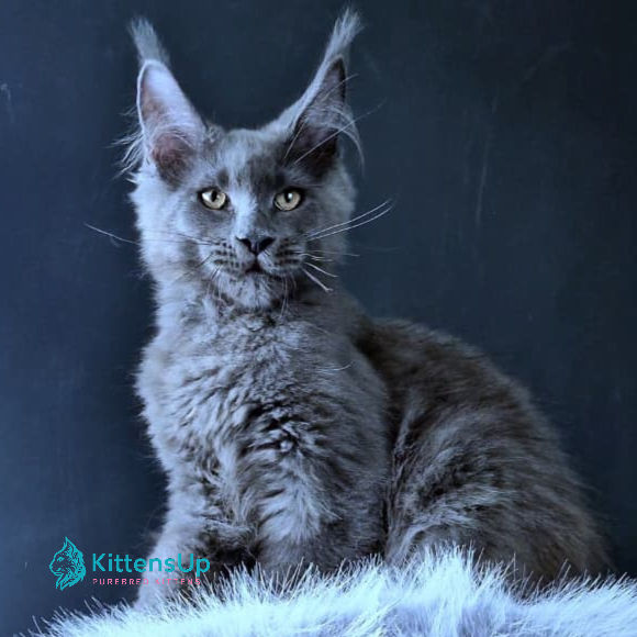 Maine Coon