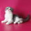 Thumbnail: 087 Kevin (U) Scottish fold shorthair male kitten