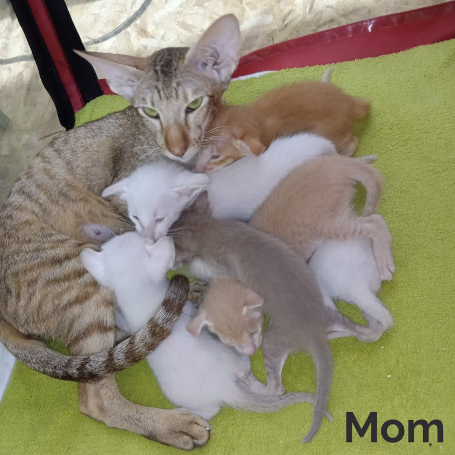 Thumbnail: Siamese