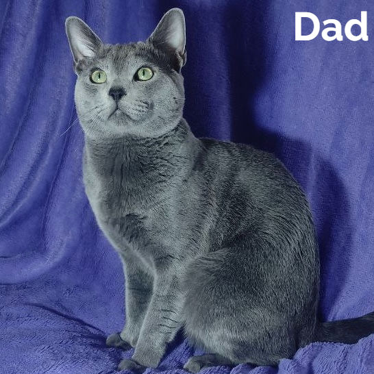 Thumbnail: Russian blue