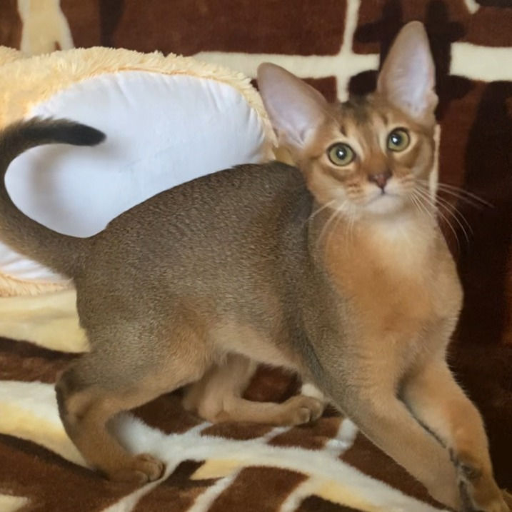 Thumbnail: 108 Ben (U) purebred Abyssinian male kitten