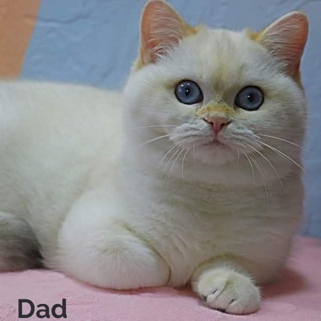 Thumbnail: British shorthair