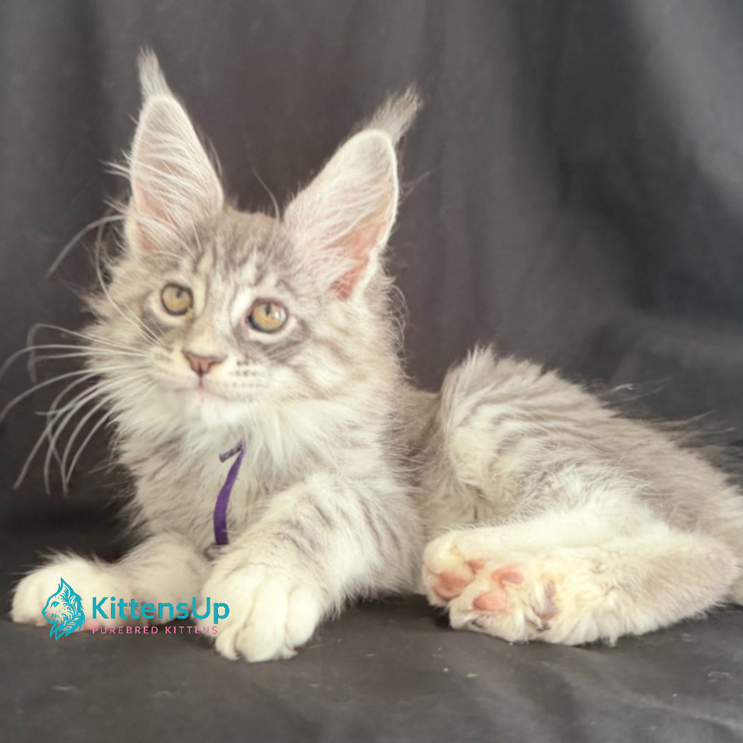Maine Coon
