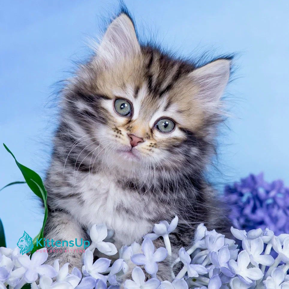 Thumbnail: 195 Varya (R) Siberian female kitten