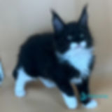 Thumbnail: Maine Coon