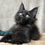 Thumbnail: 1365 Afina (U) Maine Coon female kitten