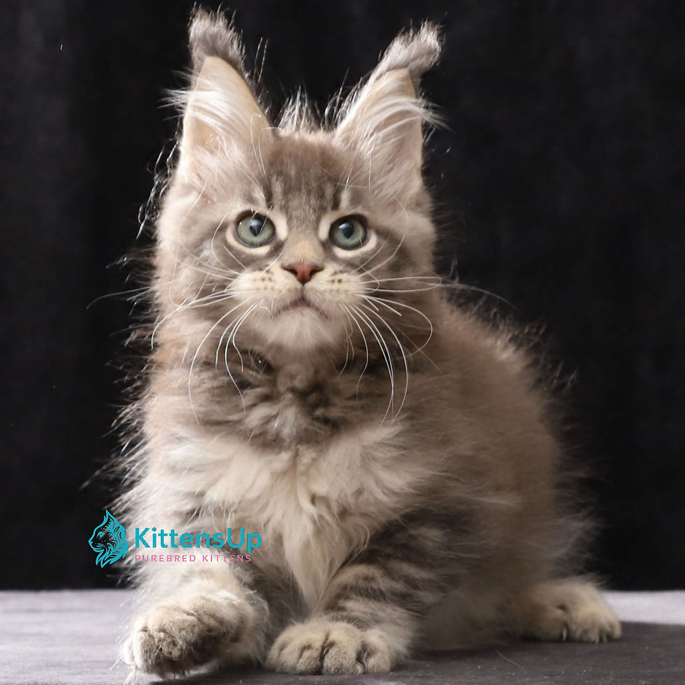 Maine Coon