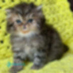 Persian longhair