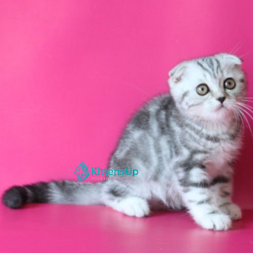 Thumbnail: Scottish Fold