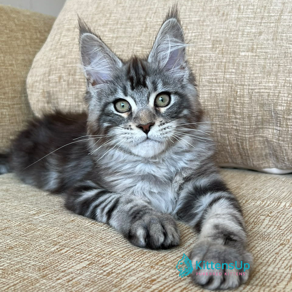 Maine Coon