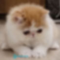 Persian longhair