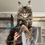 Thumbnail: Maine Coon