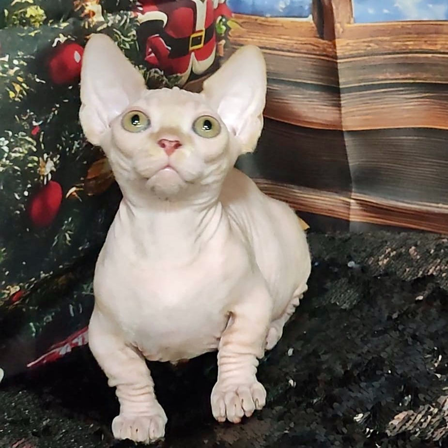 Thumbnail: 166 Leo (U) Bambino male kitten