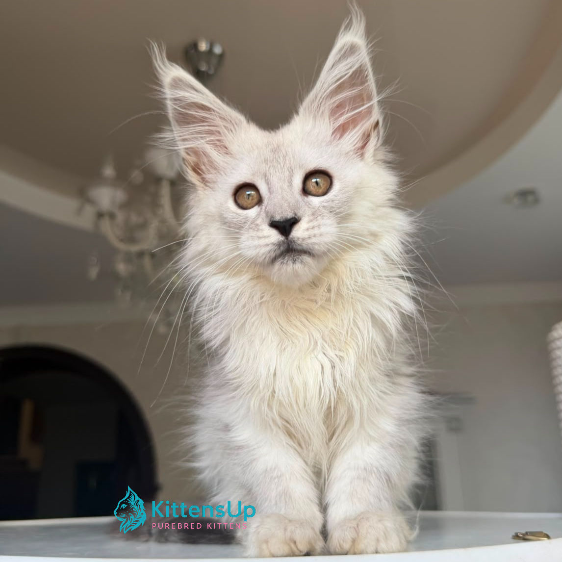 Maine Coon