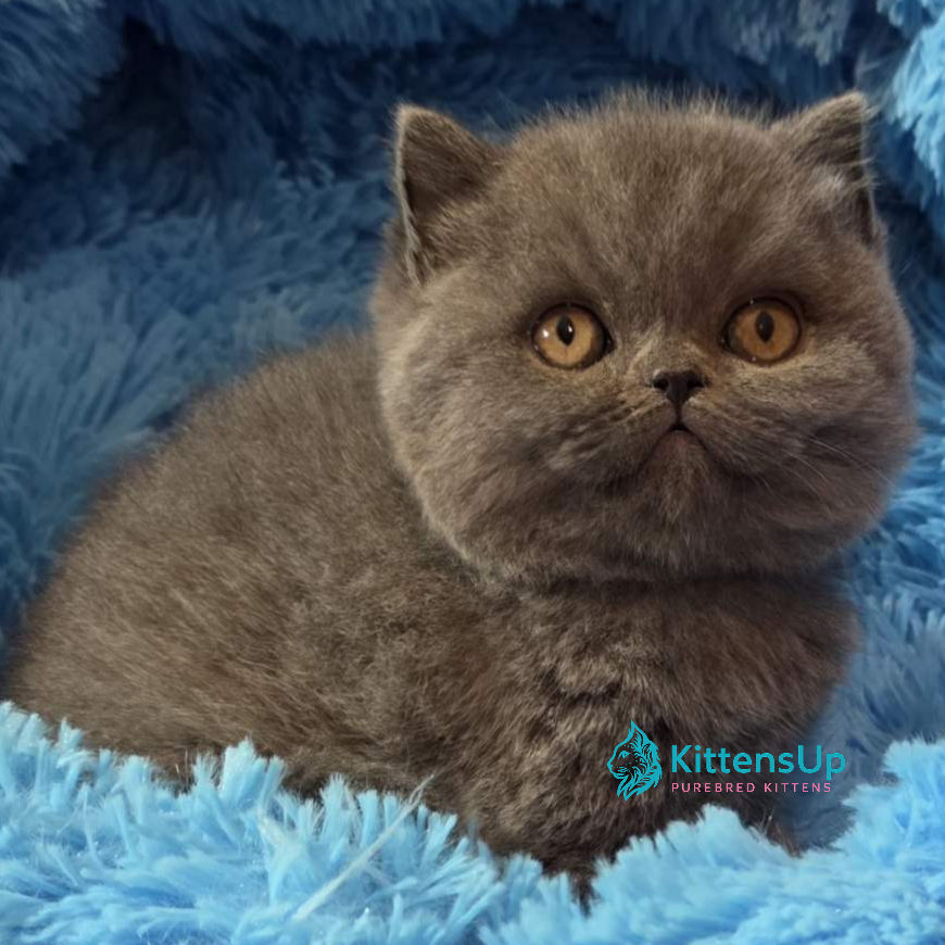 Thumbnail: 340 Terra (U) Scottish Straight shorthair female kitten