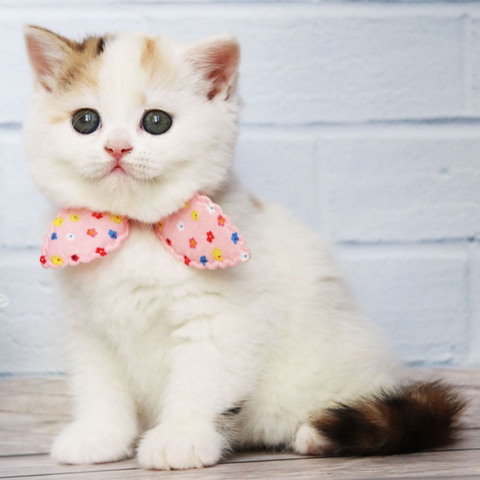 Thumbnail: 319 Nina Ricci (U) Scottish Straight longhair female kitten
