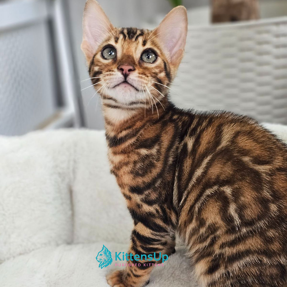 Bengal