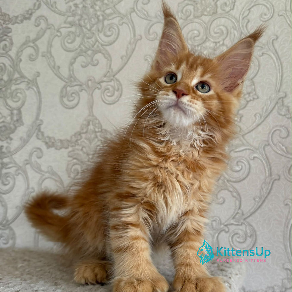 Maine Coon
