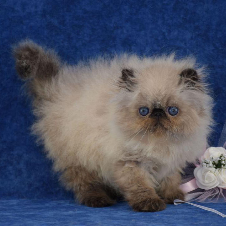 Thumbnail: 023 Gloria (U) Persian longhair female kitten
