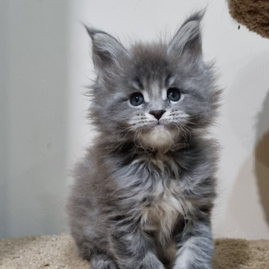 Thumbnail: 581 Daniel (U) Maine Coon male kitten