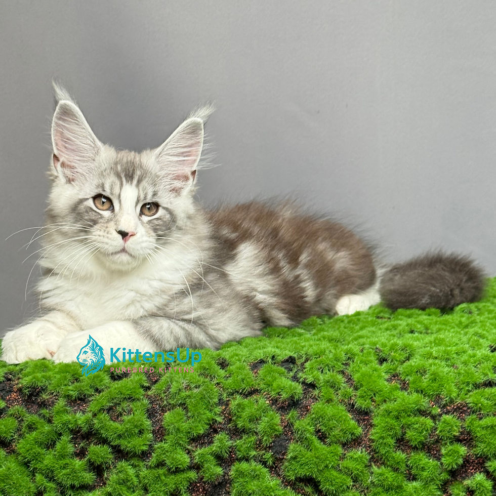 Maine Coon