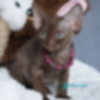 Thumbnail: 214 Kiri (R) Devon Rex female kitten