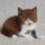 Thumbnail: 517 West (U) British shorthair male kitten