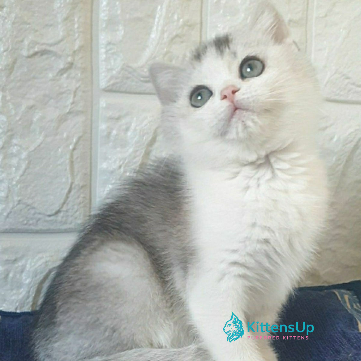 767 Poll (U) British shorthair kitten male kitten