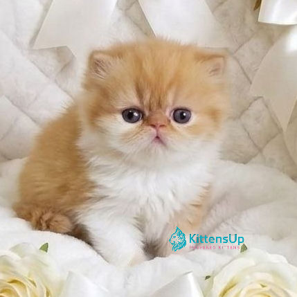 Thumbnail: Persian longhair