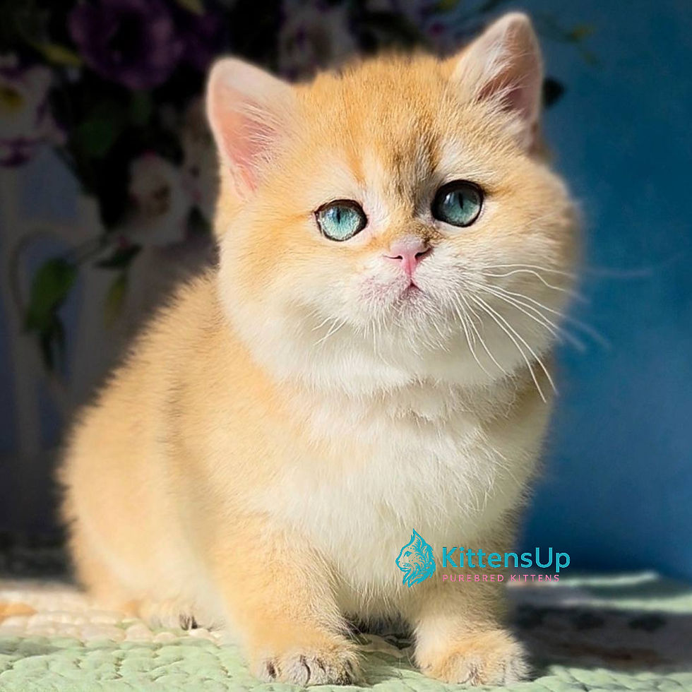 Thumbnail: British shorthair