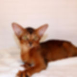 396 Arnika (U) purebred Abyssinian female kitten