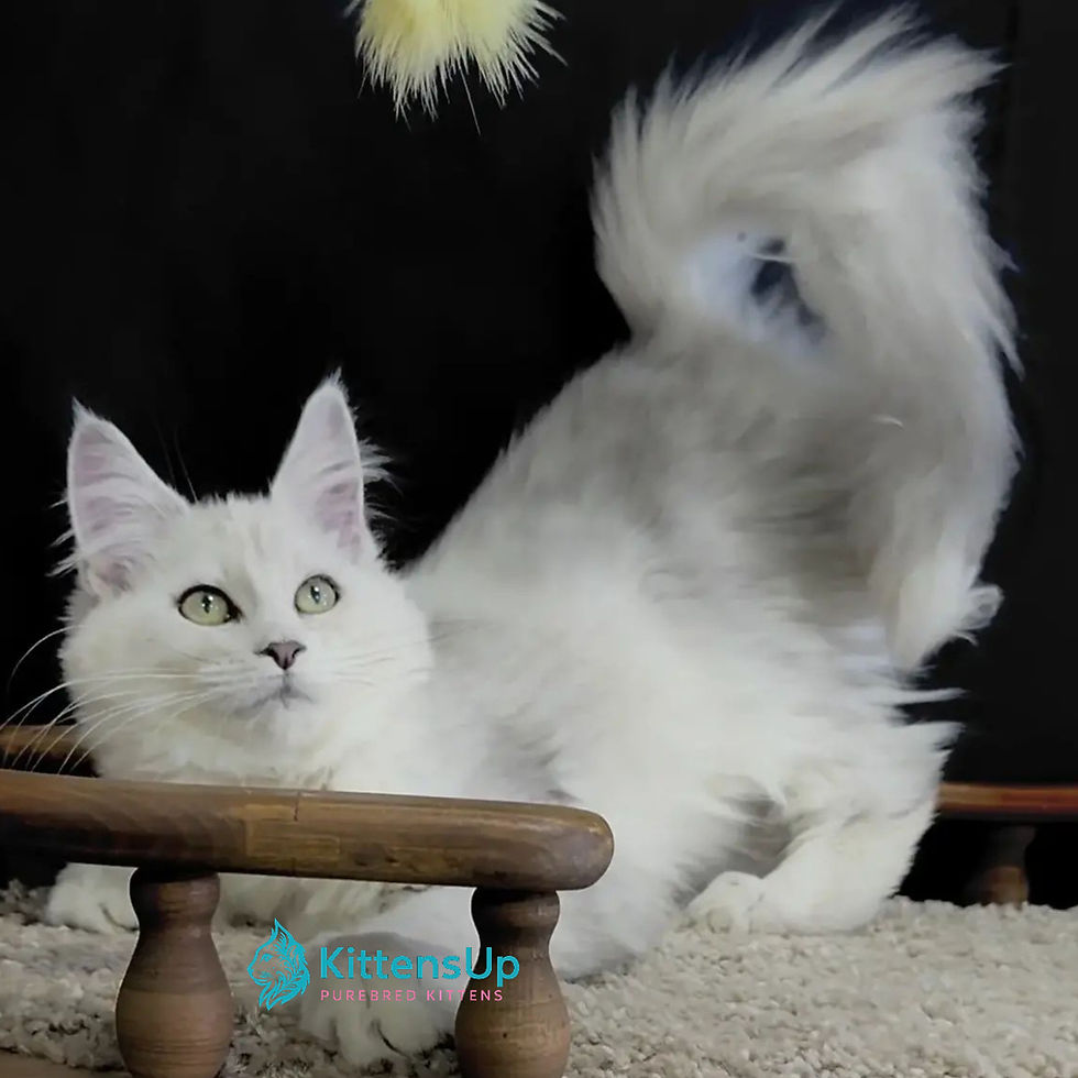 Thumbnail: Maine Coon