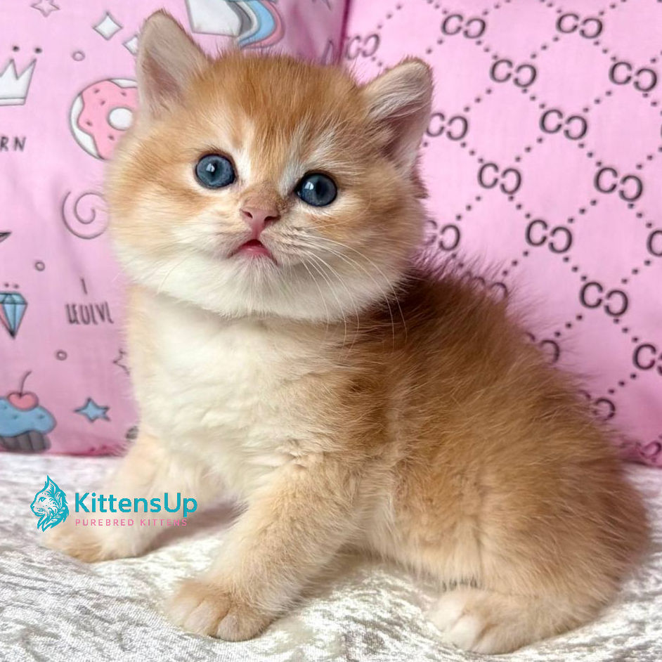 British shorthair