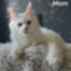 Thumbnail: Maine Coon