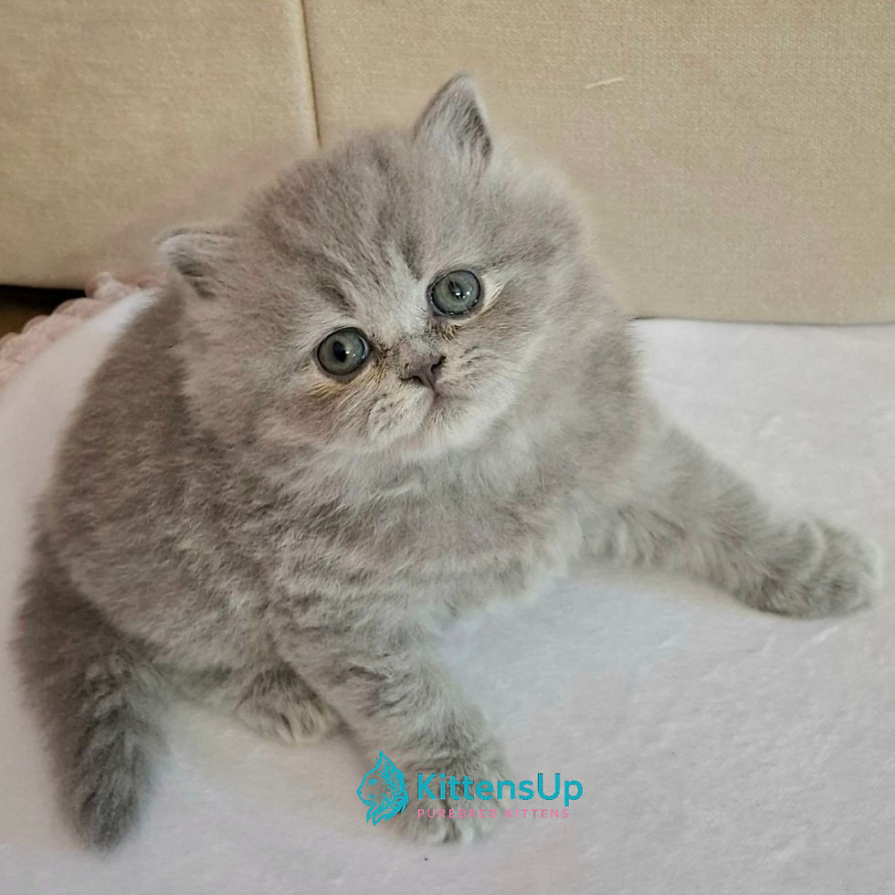 British longhair