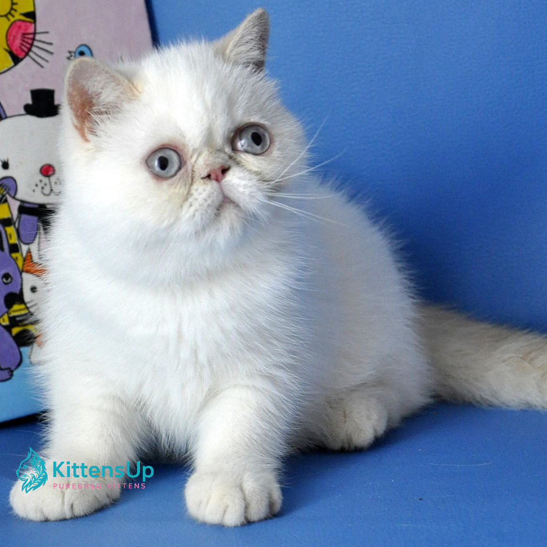 Exotic shorthair