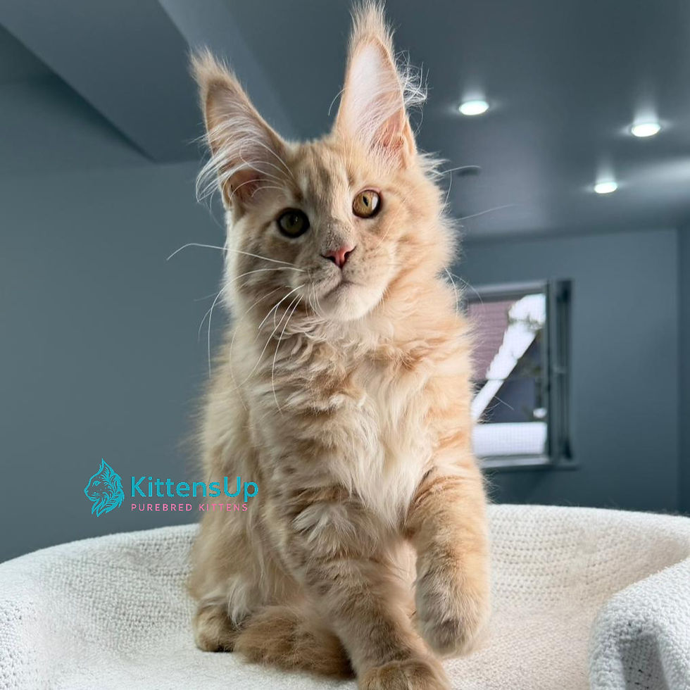 Thumbnail: 342 Brabus (R) Maine Coon male kitten