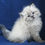 Thumbnail: 008 Indira (U) Siberian female kitten