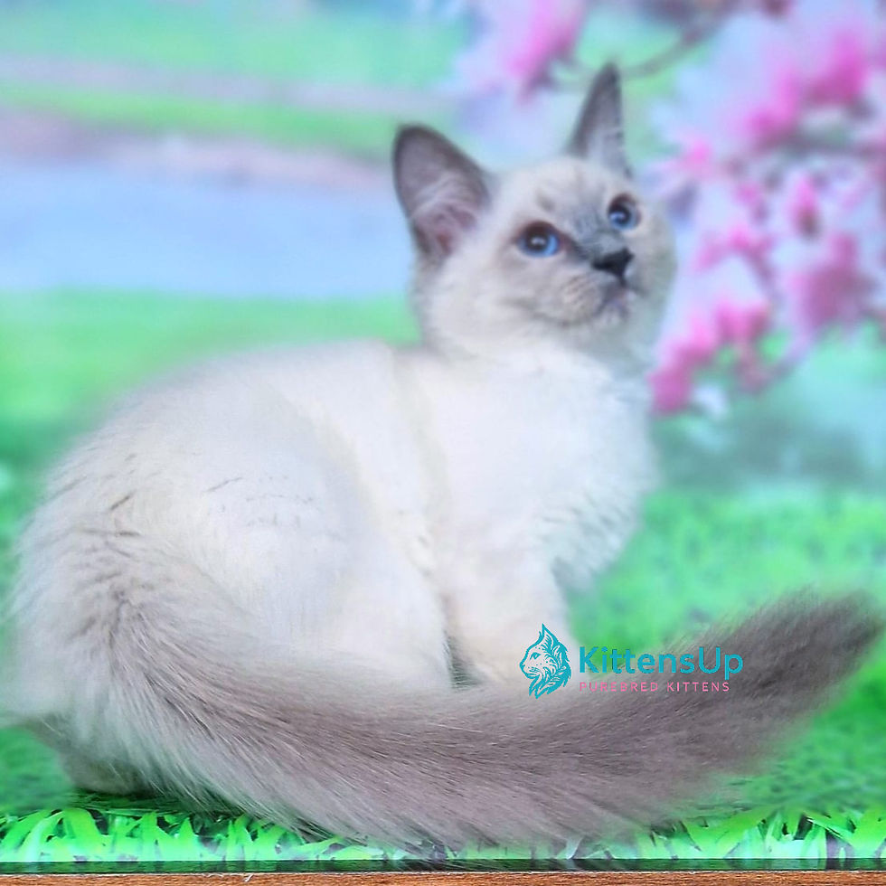 Thumbnail: 227 Custer (R) Siberian male kitten