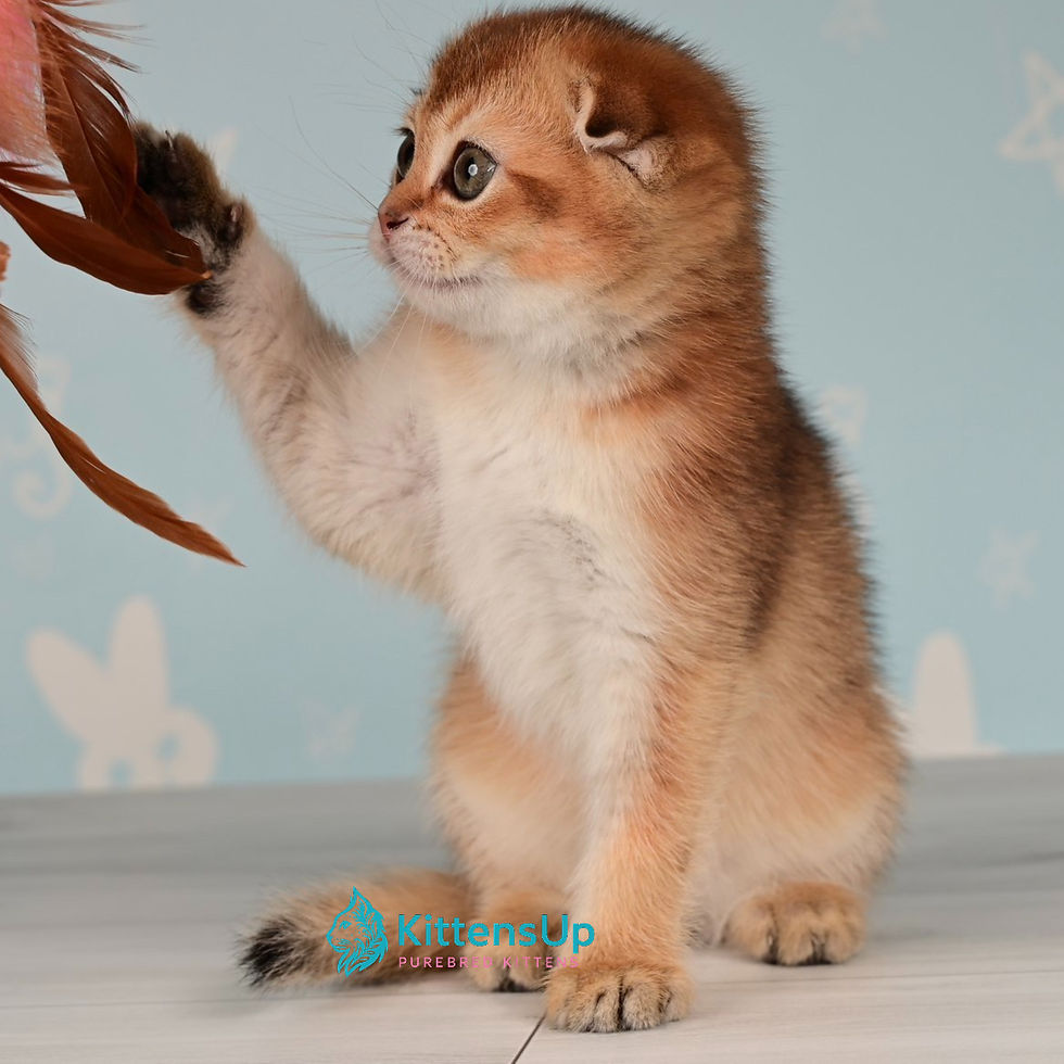 Thumbnail: 396 Calypso (U) Scottish Fold shorthair female kitten