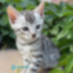 Bengal