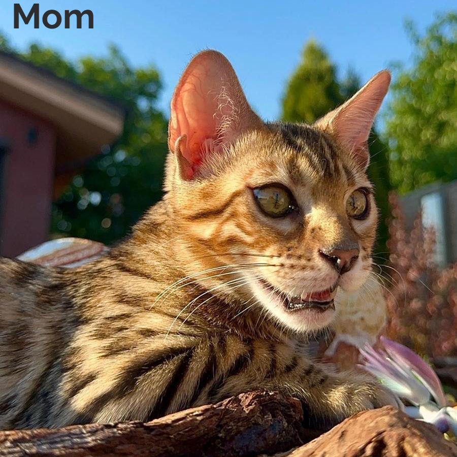 Thumbnail: Bengal