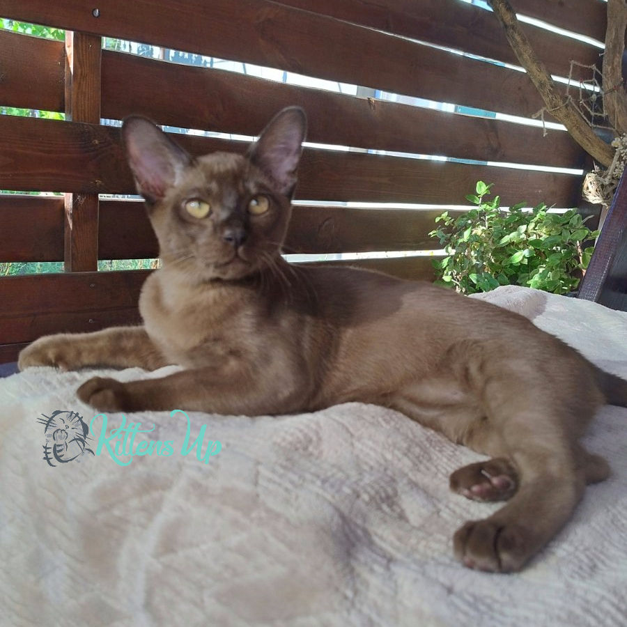 Burmese